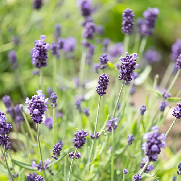 Lavender flowers in the garden