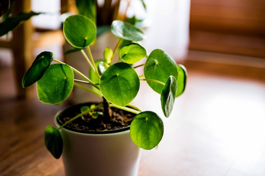 A close up of a green plant in a pot
