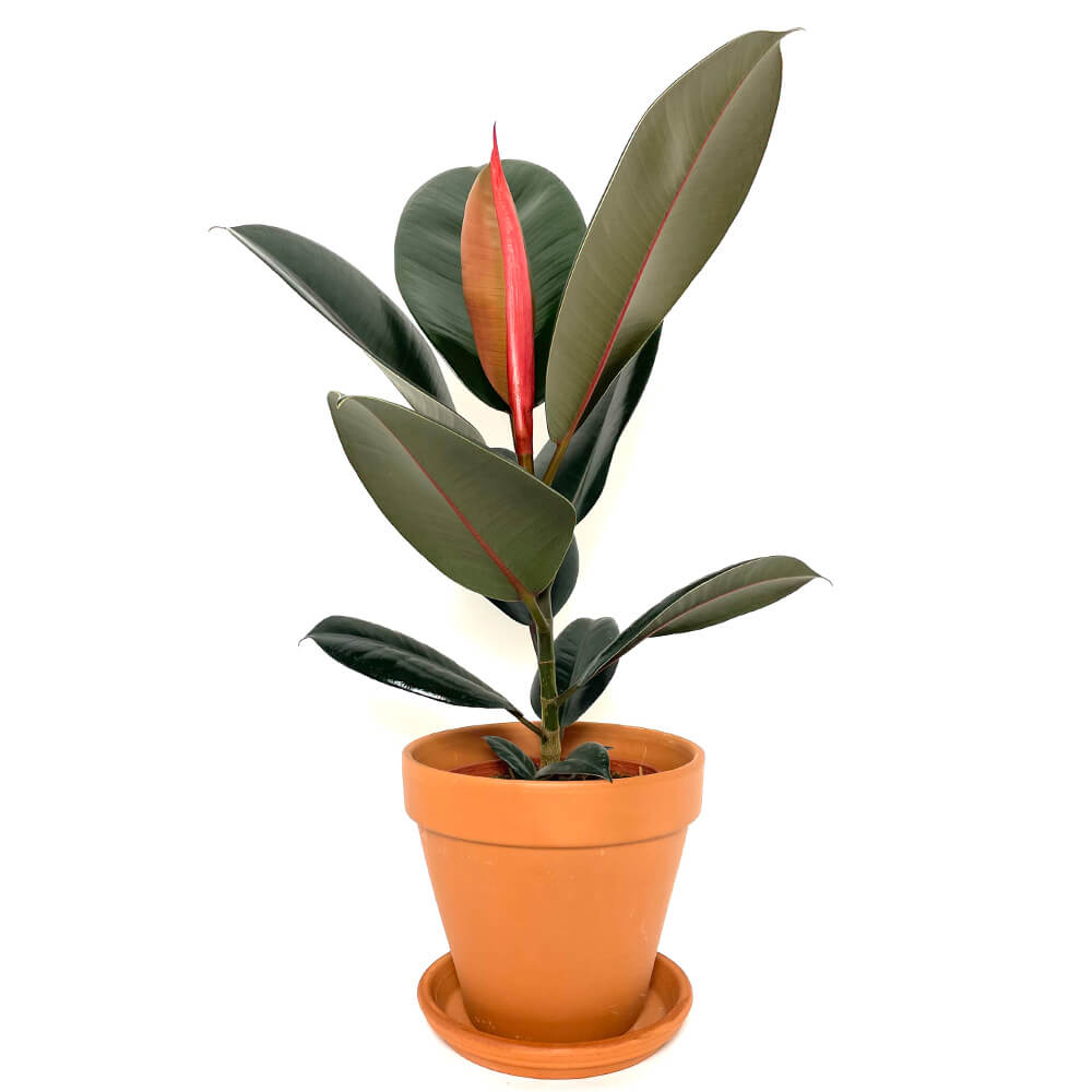The rubber tree - rubber plant