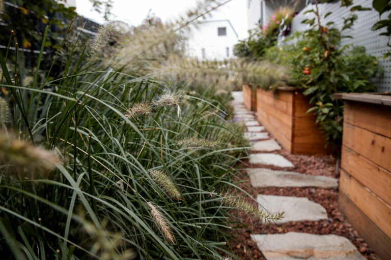 A garden path with a variety of plants