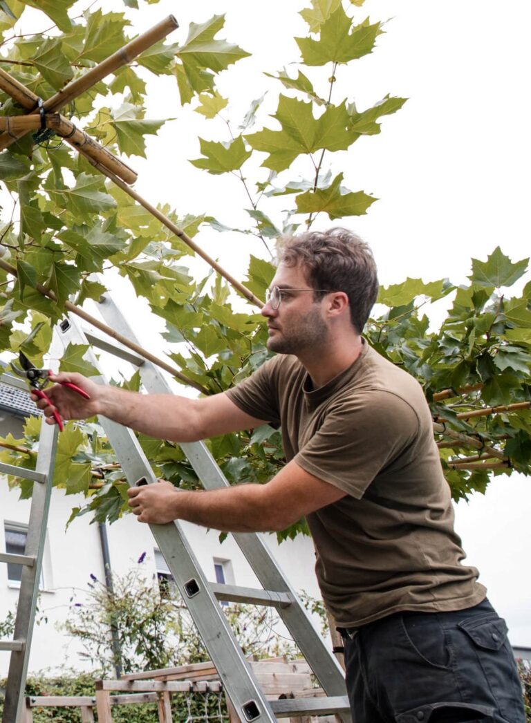 Laurin von Grünwerk auf einer Leiter bei der Baumpflege